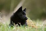 SCHIPPERKE 841